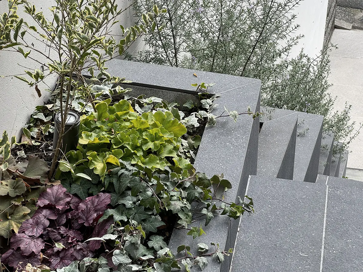 Cosmetic Dermatology