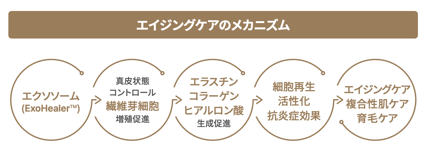 アンチエイジング