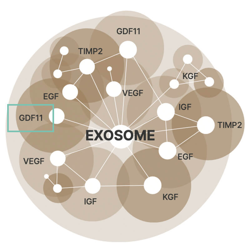 エクソヒーラー